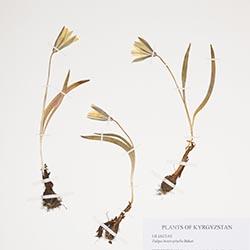 Pressed tulips