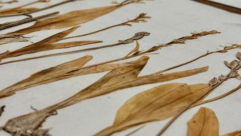 Specimens of Fen Orchid (Liparis loeselii)