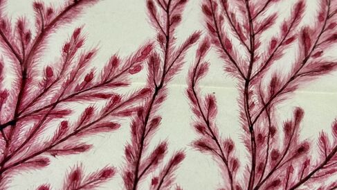 Mary Merrifield algal illustration