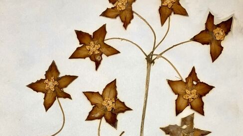 Herbarium specimen of Hoya