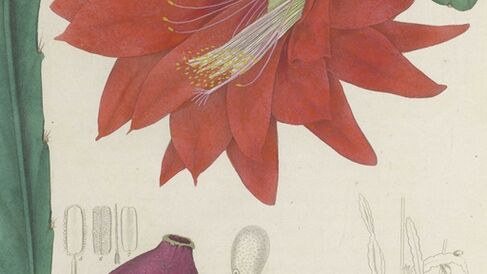 Botanical illustration