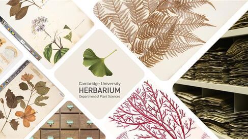 Photo collage of herbarium specimens