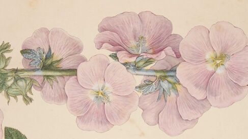 Illustration of Aleca ficifolia