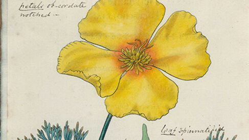 Botanical illustration of a california poppy