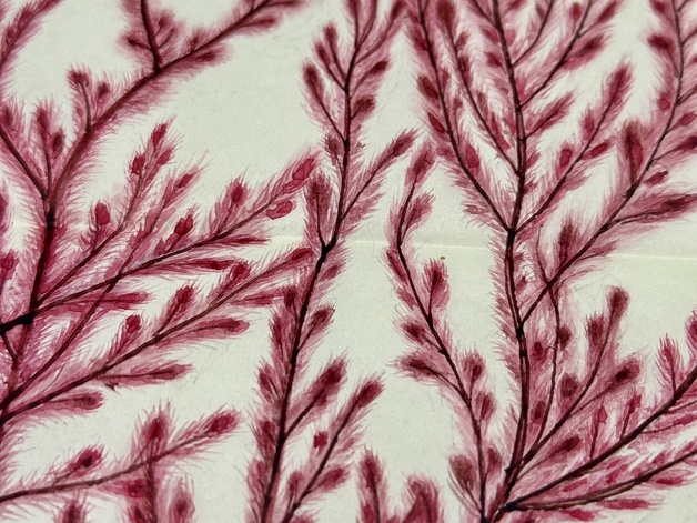 Mary Merrifield algal illustration