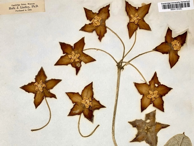 Herbarium specimen of Hoya