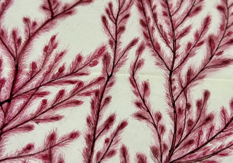 Mary Merrifield algal illustration