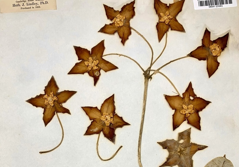 Herbarium specimen of Hoya