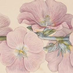 Illustration of Aleca ficifolia