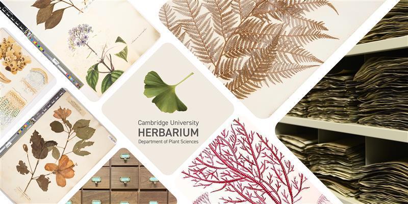 Photo collage of herbarium specimens