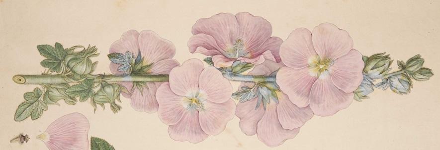 History of the Herbarium Illustration of Aleca ficifolia