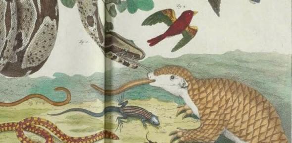 Image of historical nature illustration