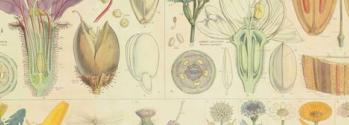 John Stevens Henslow teaching chart