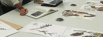 Researcher working with herbarium specimens