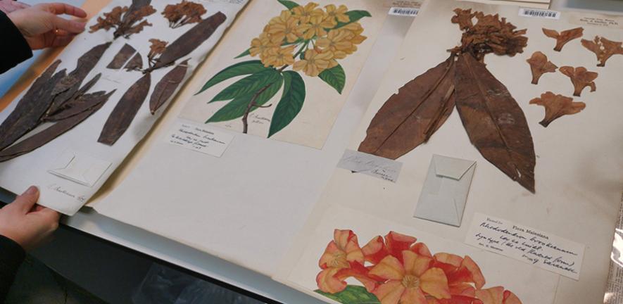 Rhododendron brookianum type specimen from the University of Cambridge Herbarium
