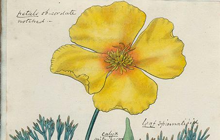Botanical illustration of a california poppy