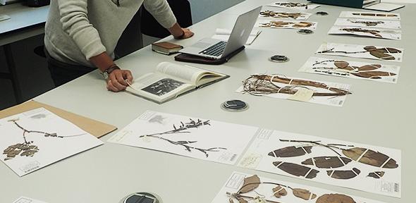 Researcher working with herbarium specimens